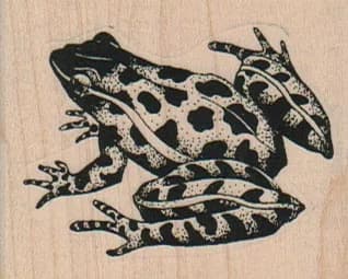 Leopard Frog 2 3/4 X 1 3/4