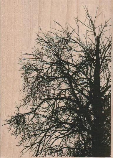 Tree Background 4 X 5 1/2