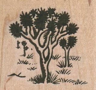 Joshua Trees 1 3/4 X 1 3/4