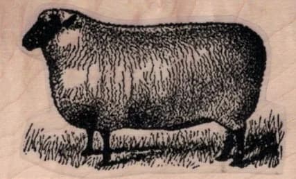 Sheep By Cat Kerr 1 1/2 X 2 1/4