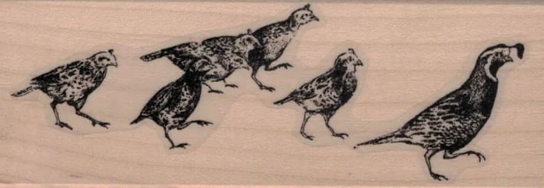 Family Of Quails 1 1/2 X 4