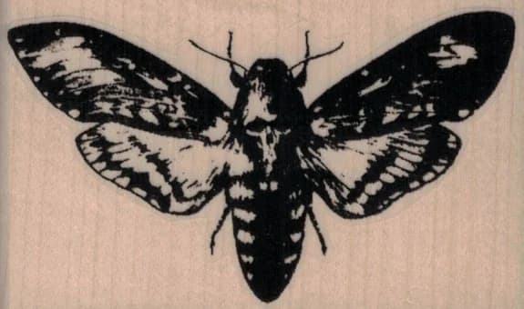 Deathhead Moth 3 X 1 3/4