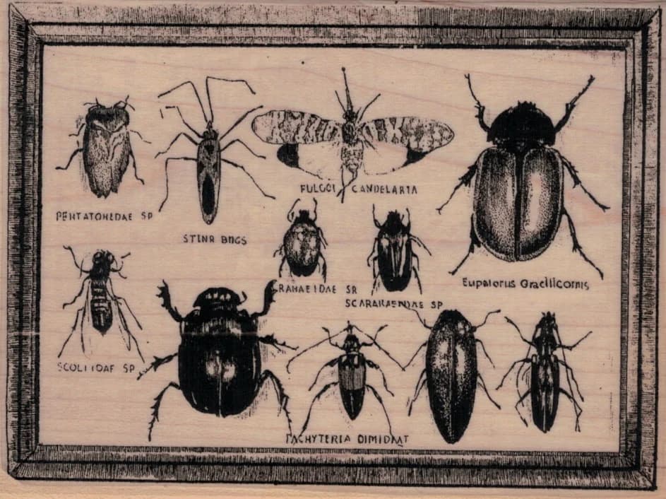 Bug Specimens 3 3/4 X 4 3/4