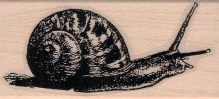 Snail 1 1/4 X 2 1/2