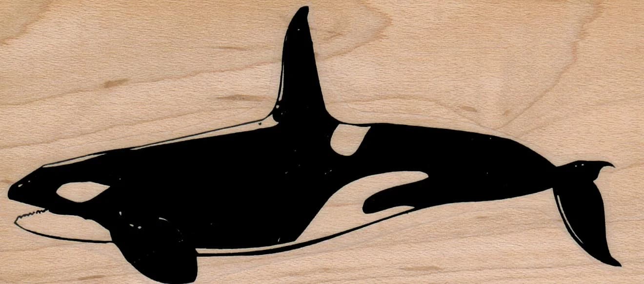 Small Orca 2 1/4 X 4 1/2